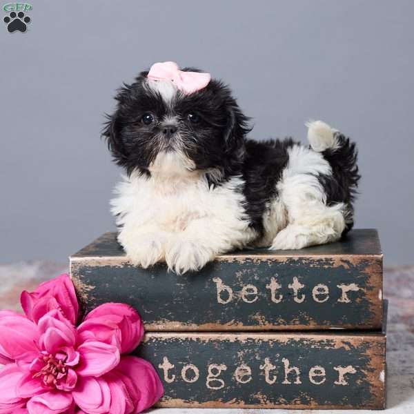 Lily, Shih Tzu Puppy